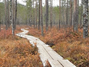 Pitkospuut polulla, joka vie syksyiseen metsään.