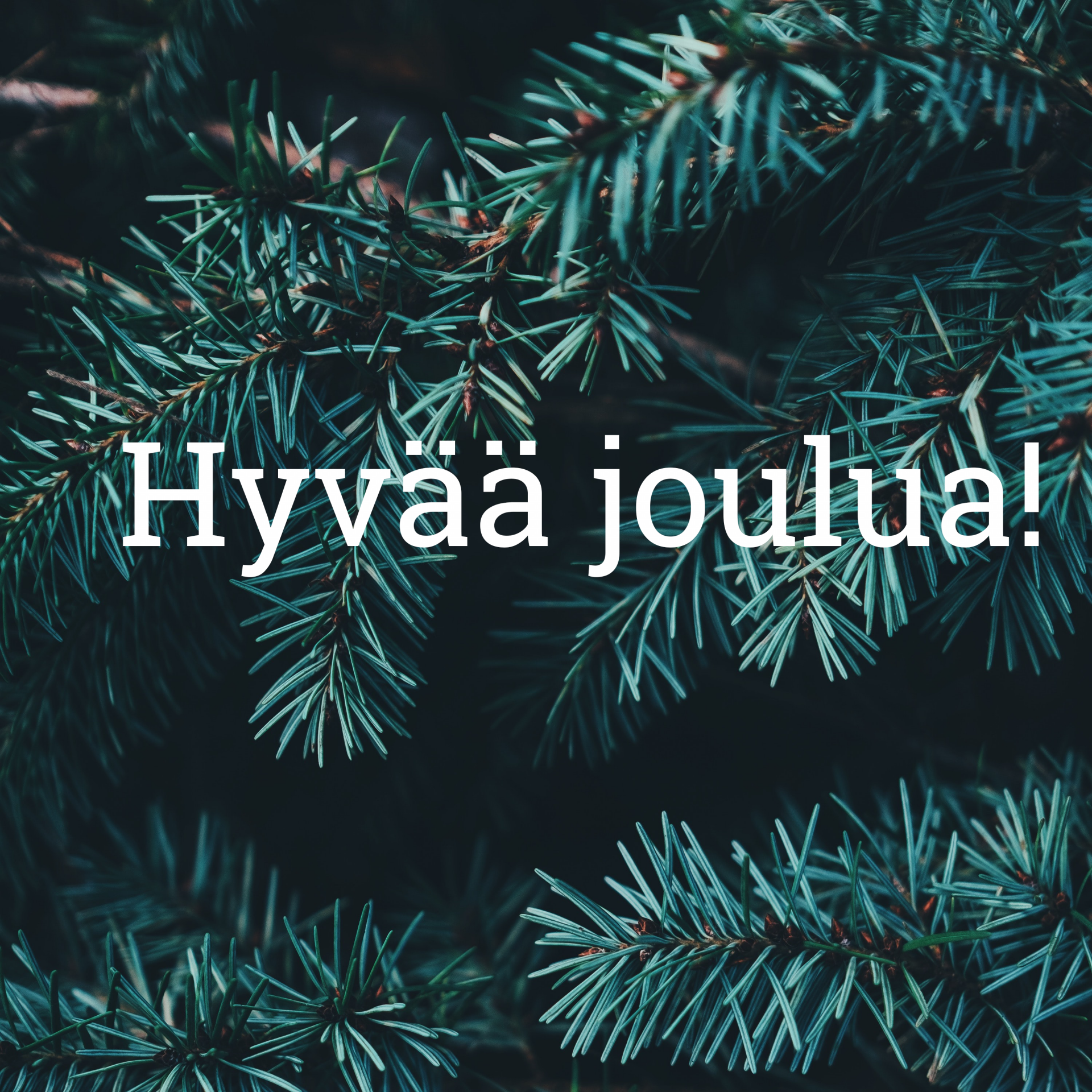 HYvää joulua -teksti, taustalla vihreitä havuja.